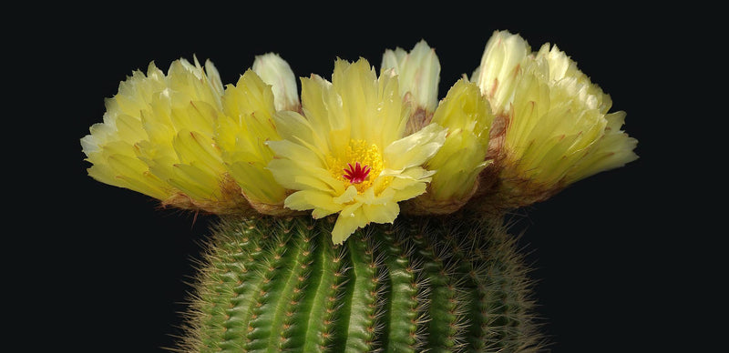 Cactus Flower Extract