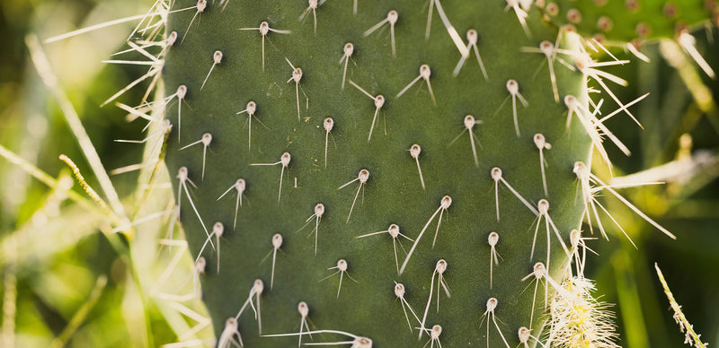 Prickly Pear