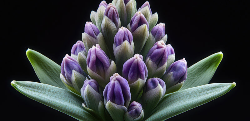 WIRED: The Body Exfoliant